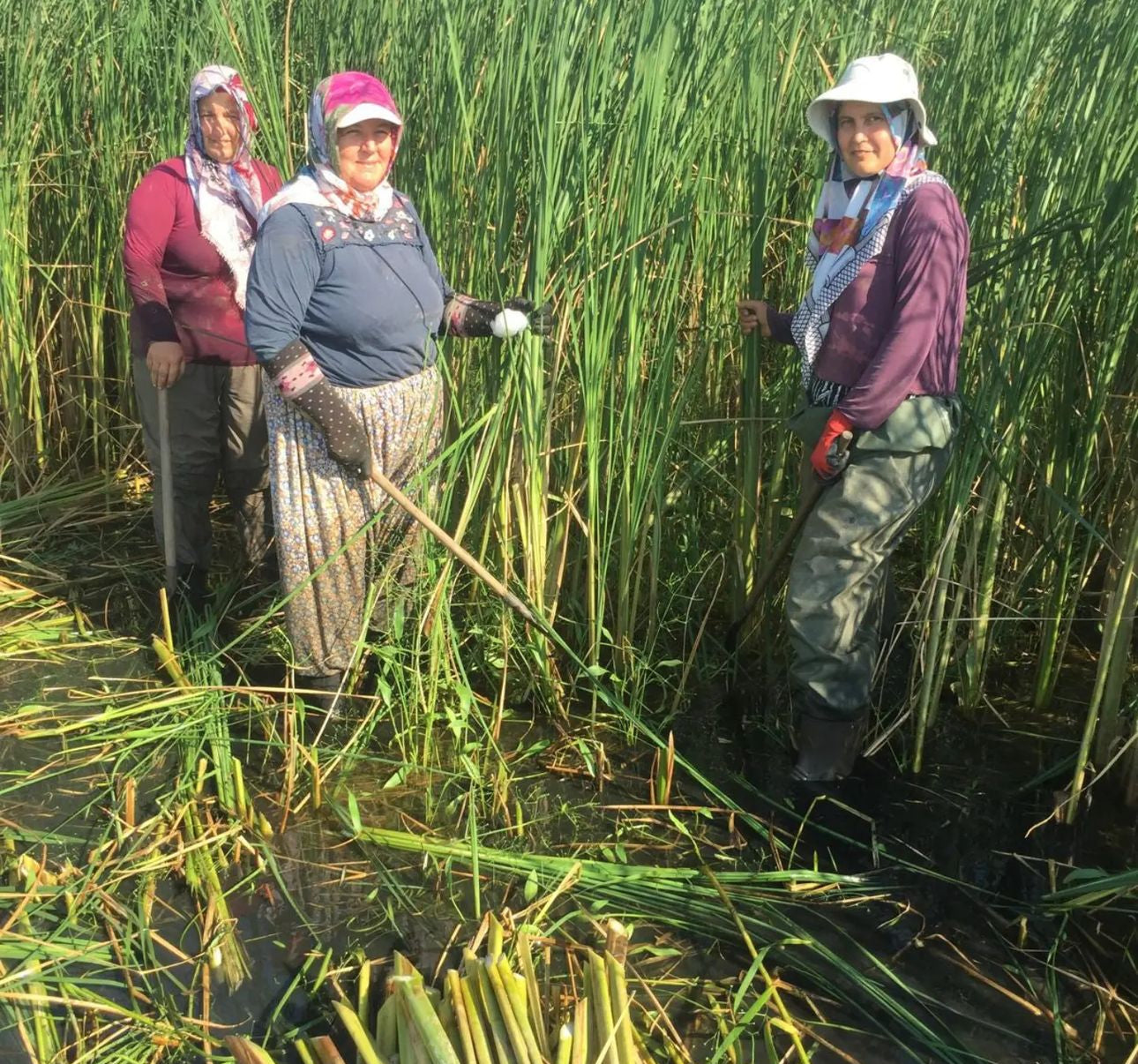 Three women standing in tall green grass getting straw, sustainability